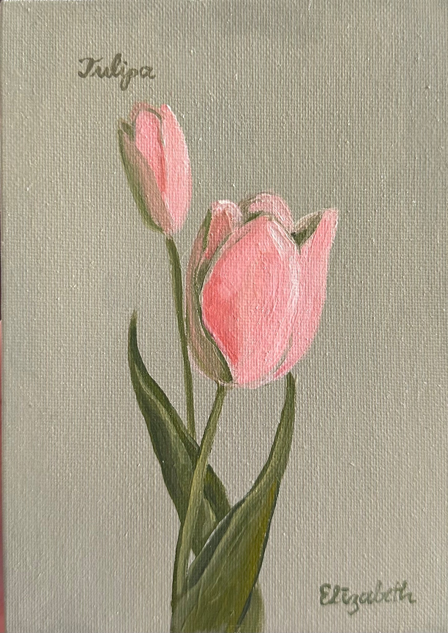 Pink Tulip