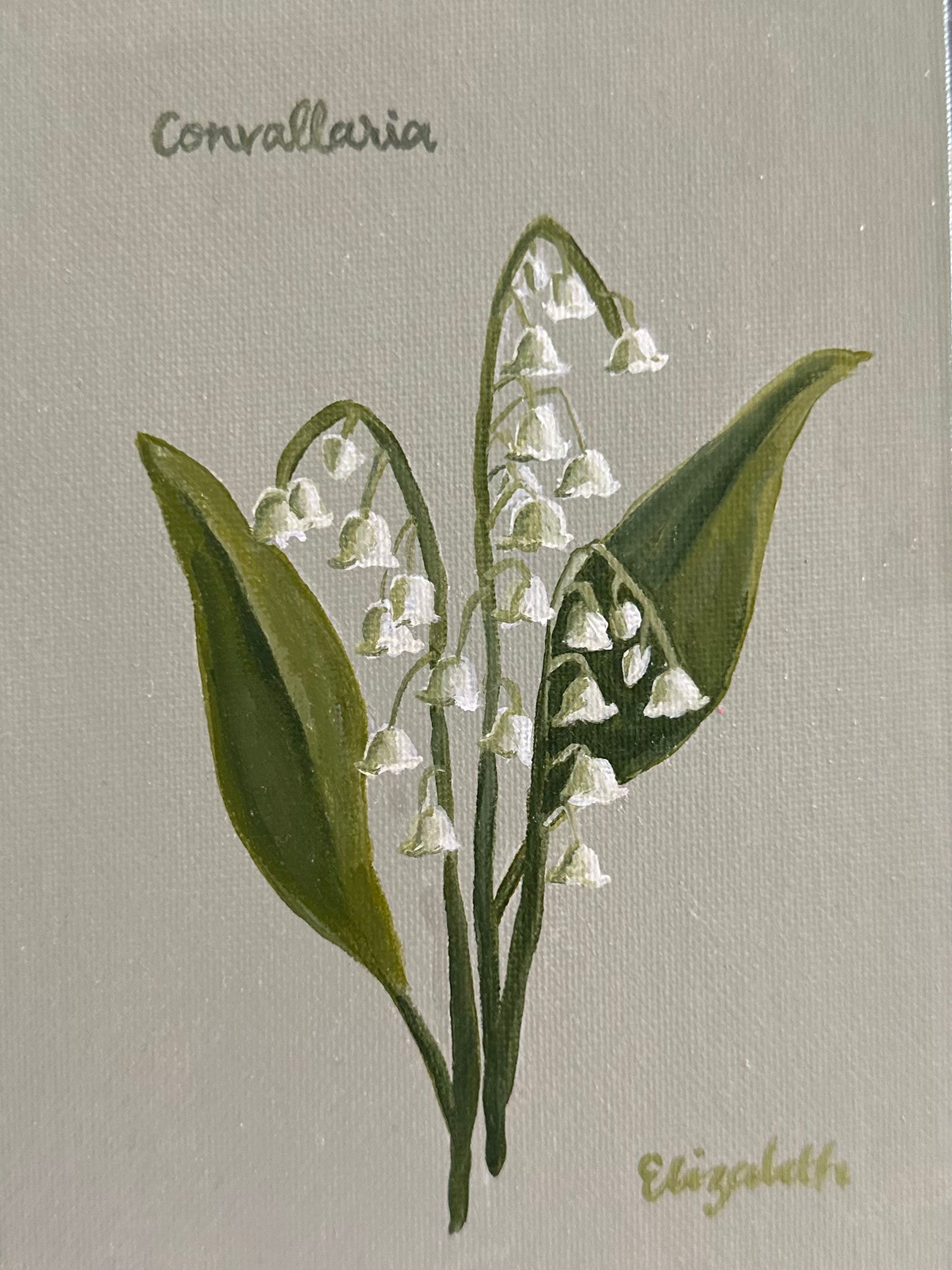 Lily of the Valley