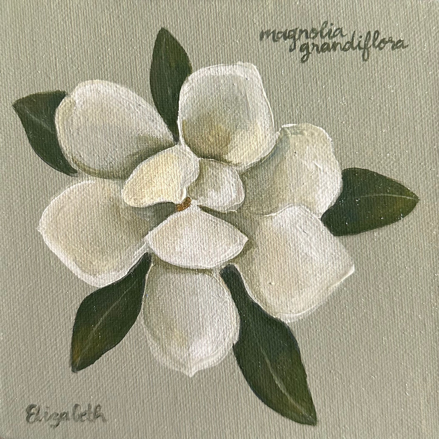 Magnolia