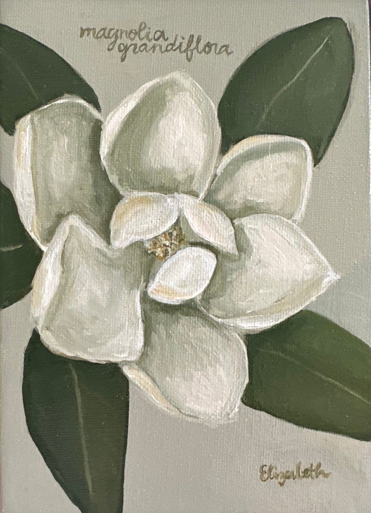 Magnolia