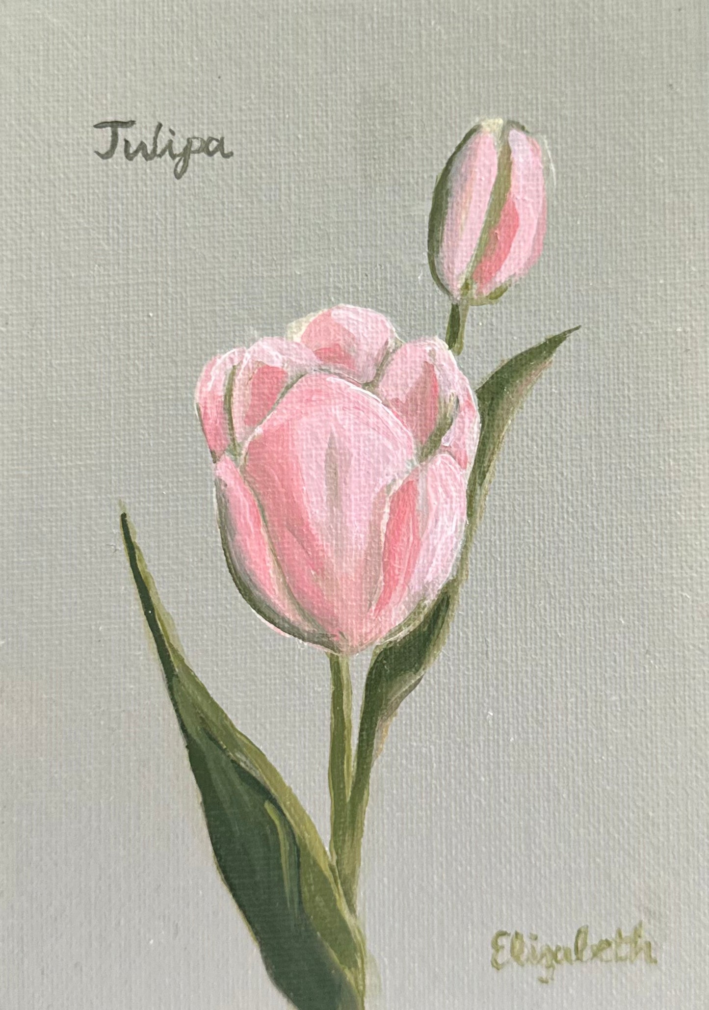 Pink Tulip