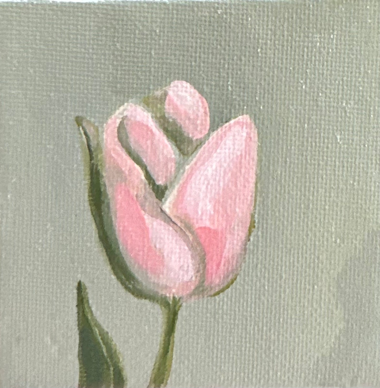 Blooming Tulip