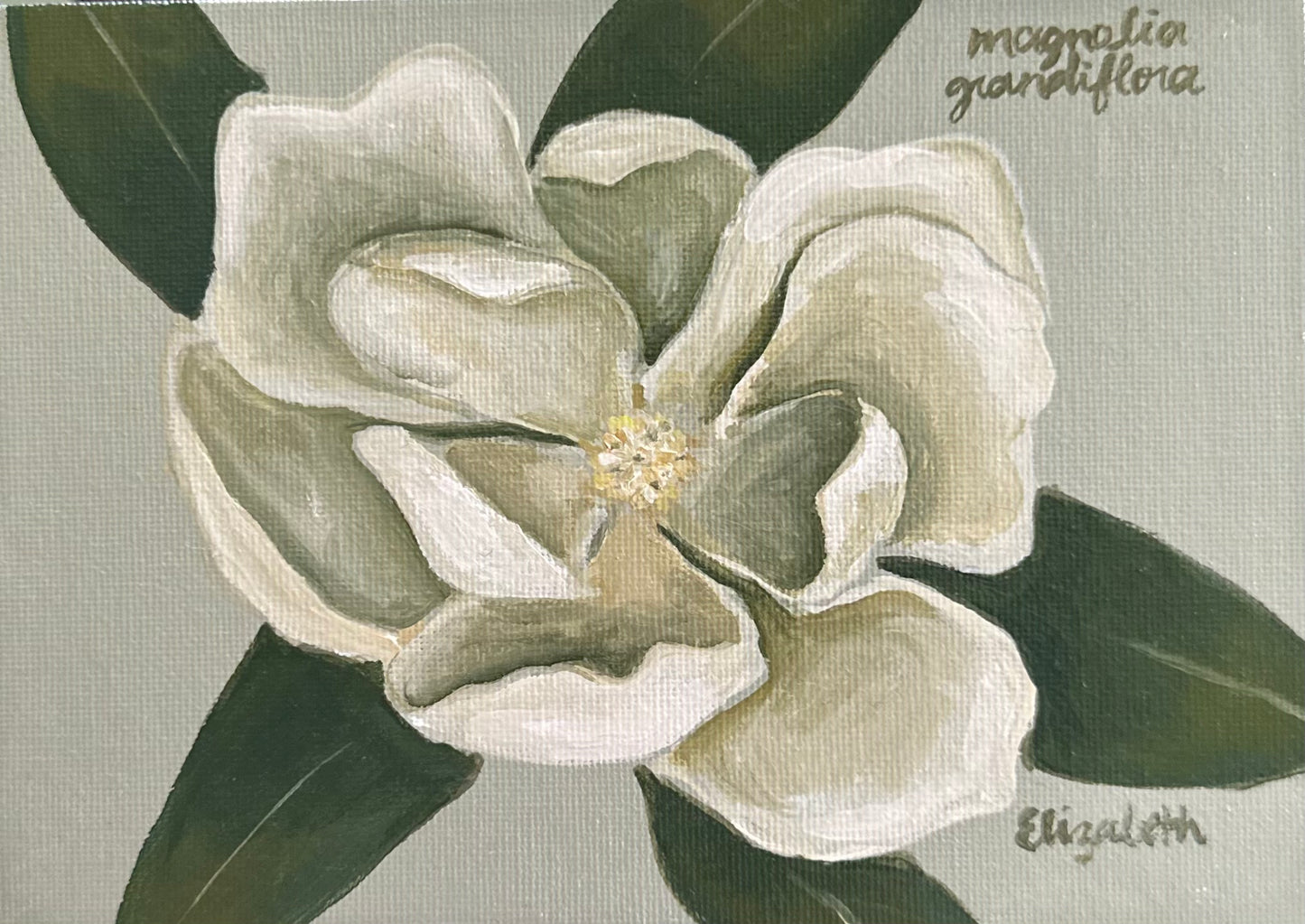 Magnolia