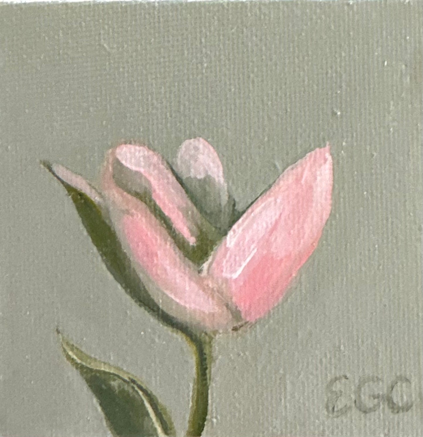 Blooming Tulip