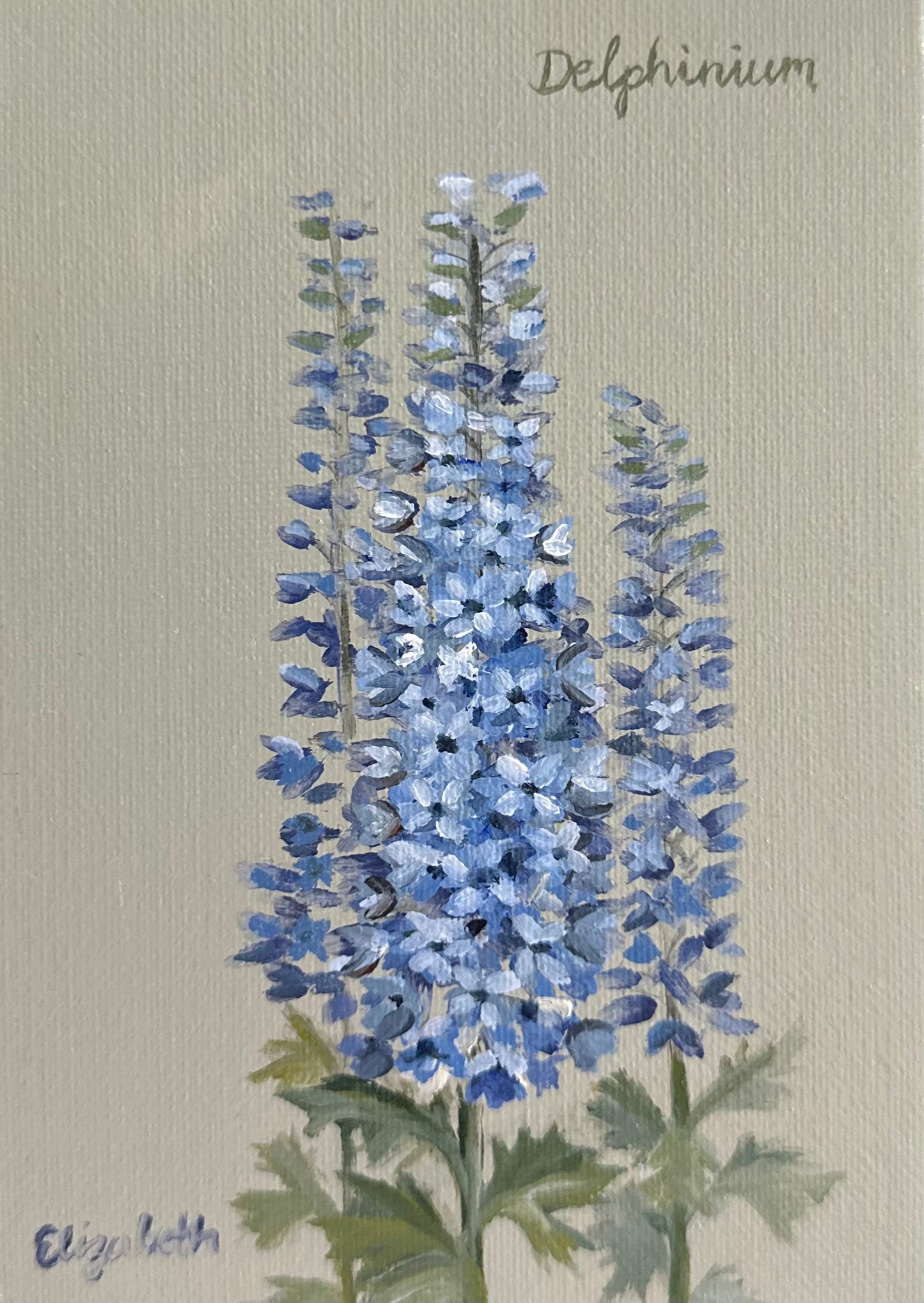 Blue Delphinium